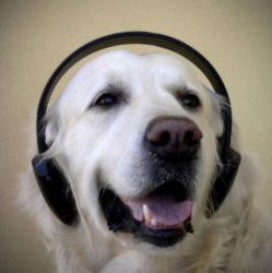 Ученые выяснили, какую музыку предпочитают домашние животные  