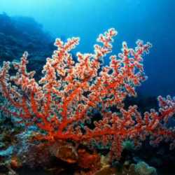 Коралловые рифы исчезнут к концу века