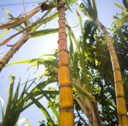 Сахарный тростник охлаждает местный климат