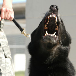 Военные собаки тоже страдают от посттравматического синдрома 
