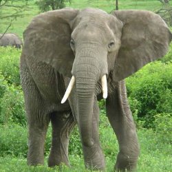 Слоны соображают не хуже людей