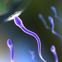 Создана искусственная сперма, идеально работающая 