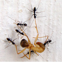 Интересная способность муравьев "звать на помощь"