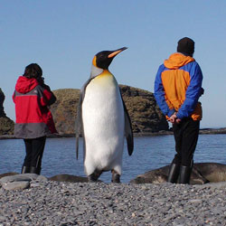 Обнаружен еще один пингвин-гигант