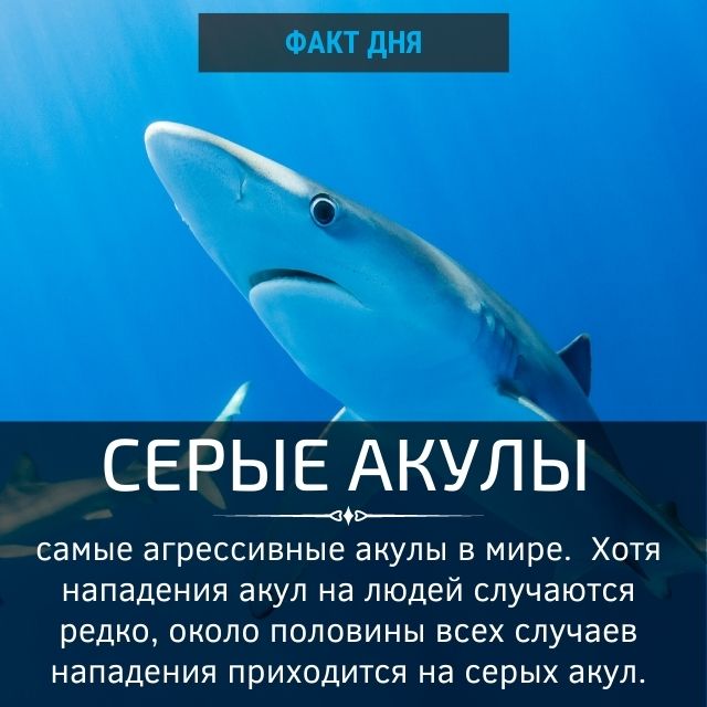 Самые агрессивные акулы
