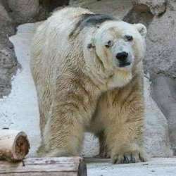 Умер самый грустный белый медведь в мире