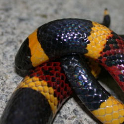 Ученые нашли новые болевые рецепторы, реагирующие на укусы змей