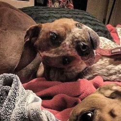 Оптическая иллюзия: Что не так с этим фото собаки?