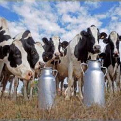 Теперь коровы будут давать грудное молоко, но генетически модифицированное