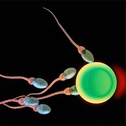Ученые: антиоксиданты улучшают состояние сперматозоидов