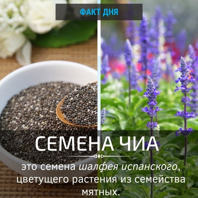 Семена чиа