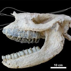 Найдены редкие окаменелости большого носорога