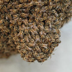 Как пчелам удается выжить в схватках с врагом?