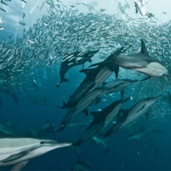 Дельфины умеют сотрудничать с рыбаками