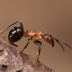 10 невероятных фактов о муравьях