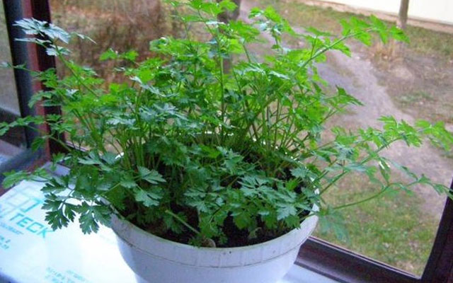 Как выращивать базилик укроп салат лук чеснок в домашних условиях?