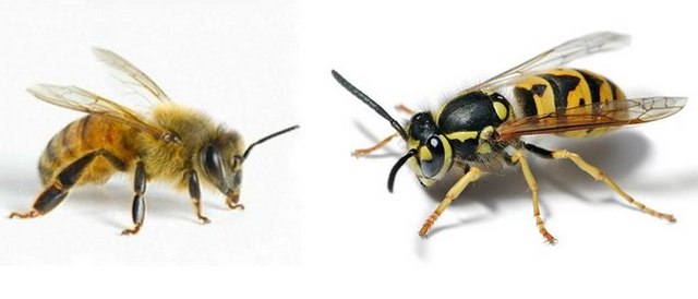Чем отличается оса от пчелы: как различить по внешнему виду и поведению
