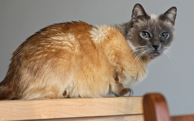 Кошка породы химера фото
