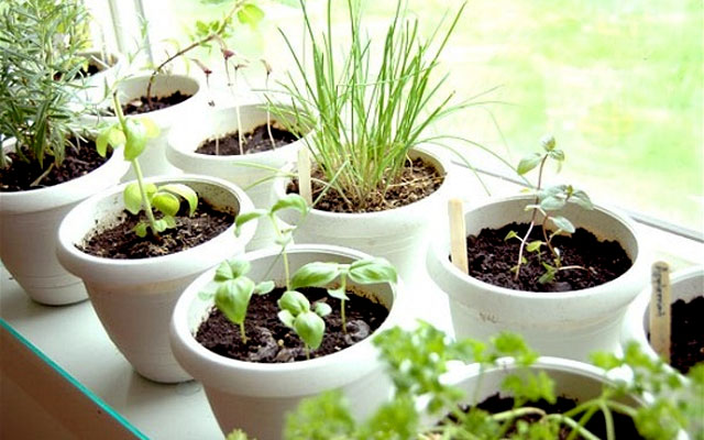 Как выращивать базилик укроп салат лук чеснок в домашних условиях?