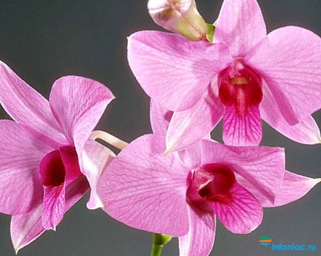Орхидея 52 фото особенности ухода в домашних условиях Как правильно ухаживать за цветком в горшке после покупки Описание красивых сортов