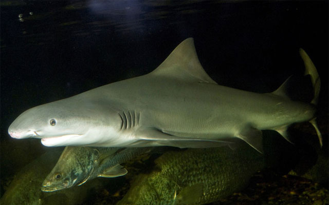 Может ли акула жить в пресной воде, акулы быки