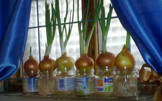 Как выращивать укроп и петрушку в домашних условиях круглый год?