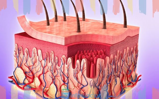 Строение кожи человека