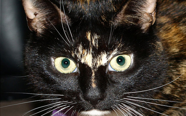 Порода кошек химера фото thumbnail