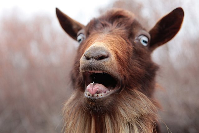 Image result for goat jpg