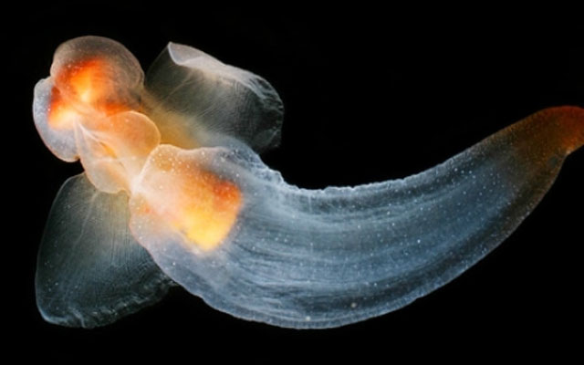Виды моллюсков головоногий морской моллюск