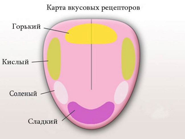 Вкусовые Рецепторы На Языке Фото