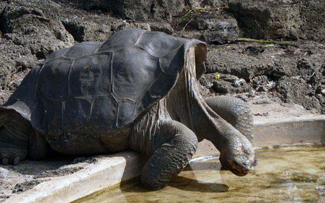 Абингдонские слоновые черепахи. Галапагосская черепаха одинокий Джордж. Абингдонская слоновая черепаха одинокий Джордж. Последняя черепаха одинокий Джордж. Гигантская слоновая черепаха Пинта.