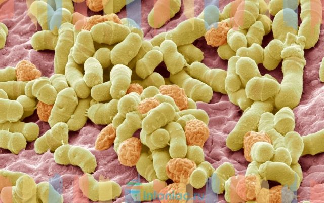 Бактерии на коже