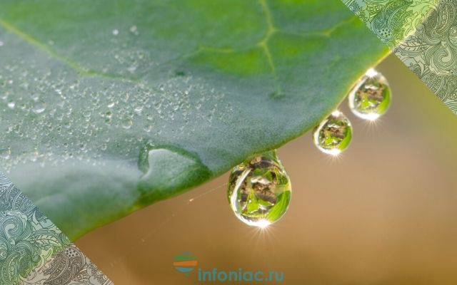 Лист растения с каплями воды