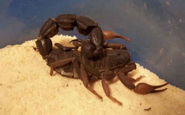 chernii-skorpion.jpg