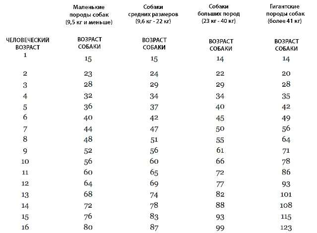 Сколько Лет Собаке По Фото