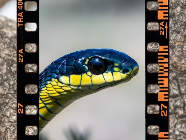 Кровь из глаз: 20 фактов о ядовитой змее бумсланг