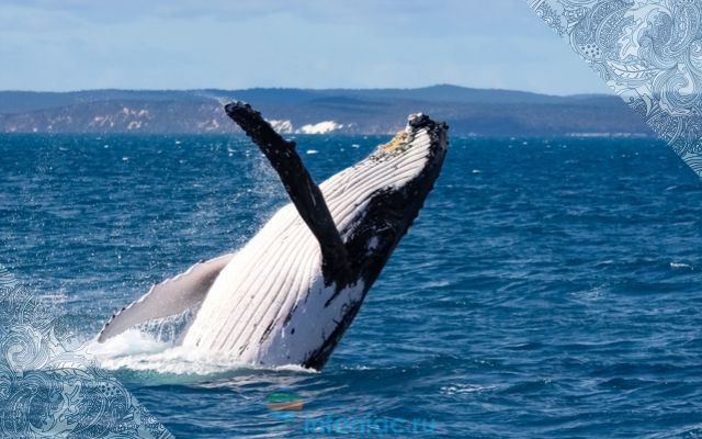 Плавник горбатого кита