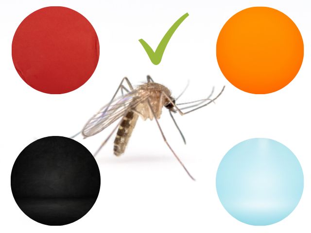 Ученые назвали 4 любимых цвета у комаров