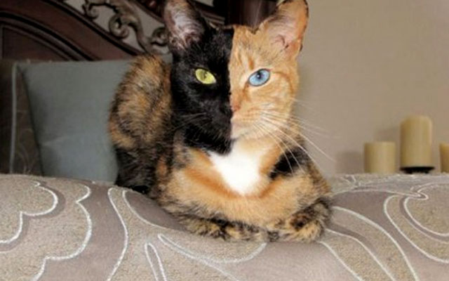 Кошка породы химера фото