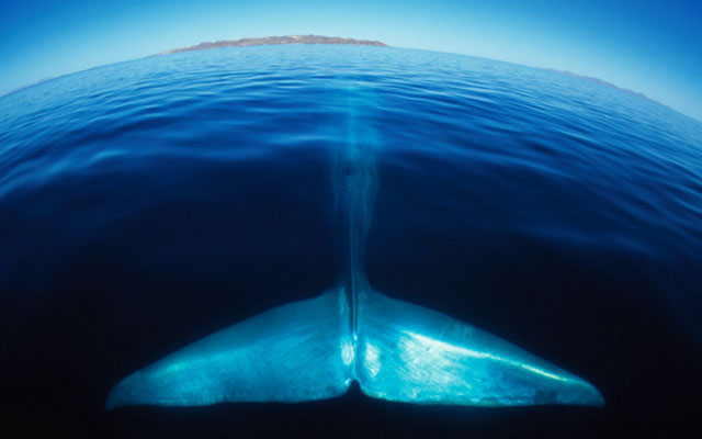 Картинки по запросу киты
