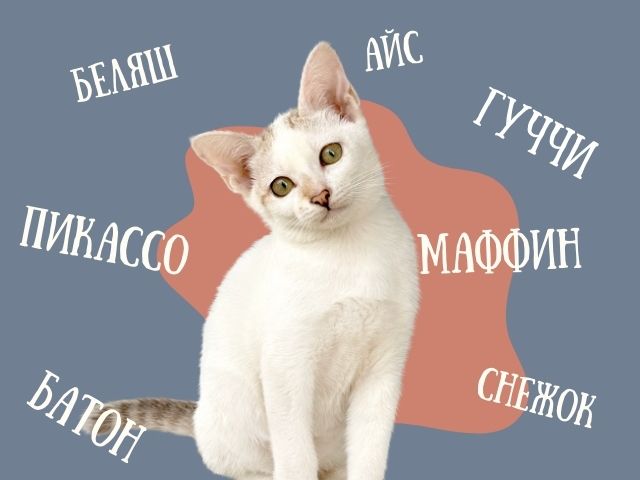 Как назвать кота мальчика: 200 имен для котов разного цвета :: Инфониак