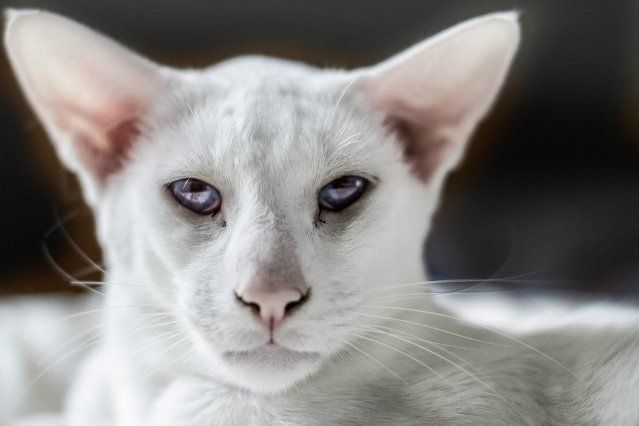 Описание породы сиамская кошка  достоинства и недостатки характера интересные факты