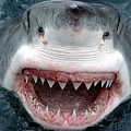 Почему акулам не надо чистить зубы?