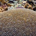 Коралловые рифы выживут, но какими они будут?