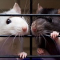 Крысы умеют сопереживать сородичам