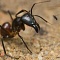 Самая мелкая муха на свете обезглавливает муравьев