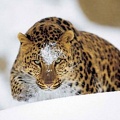 В России спасают редчайшего леопарда