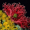 Ученые в поисках самых живучих кораллов