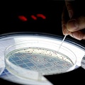 Ученые "воскресили" бактерии, которым 500 миллионов лет